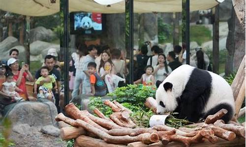 港大新一对赠送熊猫首次与公众见面 引发广泛关注(港大 cfl)